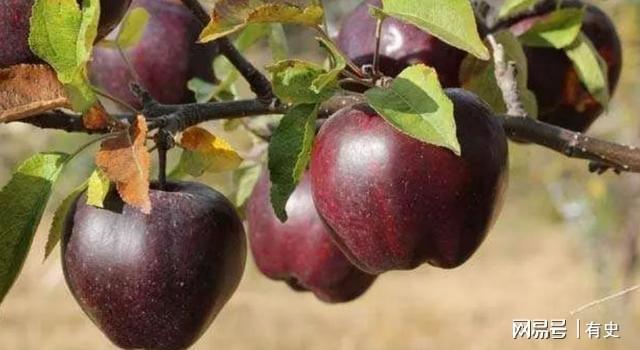 PG麻将胡了新兴的苹果种类——黑钻苹果(图2)