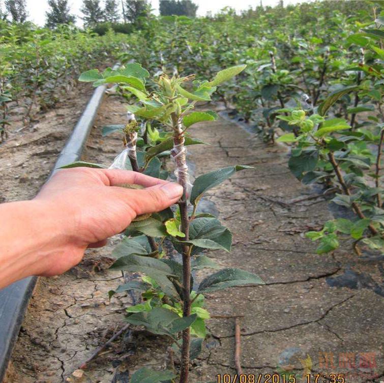 PG麻将胡了河北省抗寒特性表现 维纳斯黄金苹果苗一亩地的投资(图2)